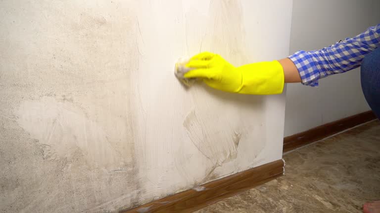 Trusted West Union, IA Mold Removal Experts